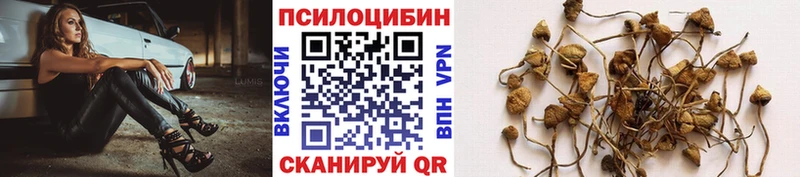 Псилоцибиновые грибы Psilocybe  Гаджиево 